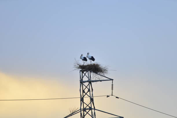istock White stork in the natural environment 1156155903