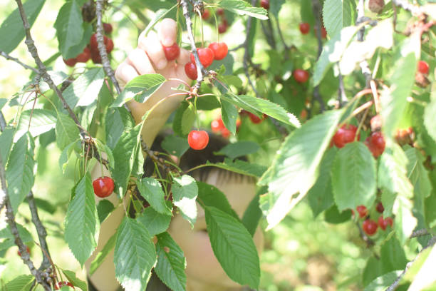 istock Ripe organic cherries on a branch 1156155973