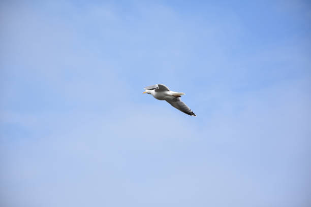 istock Seagull with Wings Spread in Flight 1156157560