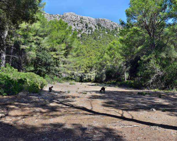 istock Wild tamed goat is looking and walking on the hill 1156158489