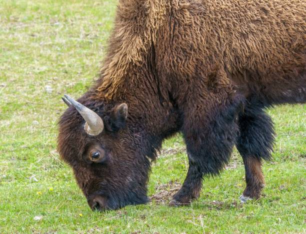 istock Portrait of grazing bison 1156158951