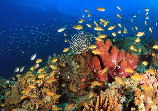 istock Coral Reef Moalboal 1156159951