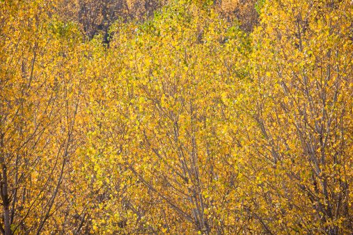Yellow leaves background. Canon 5DMkII