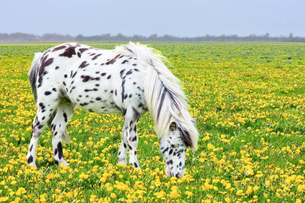 cheval tacheté frôlant dans le pré de fleur de floraison - meadow grazing horse agriculture photos et images de collection