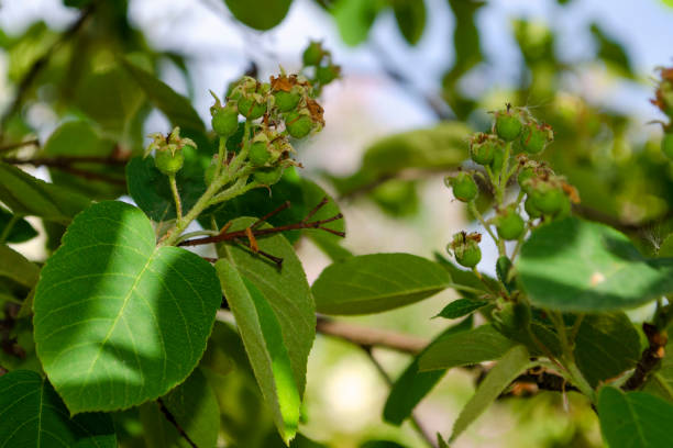 istock Green shadberry on a branch 1156161944