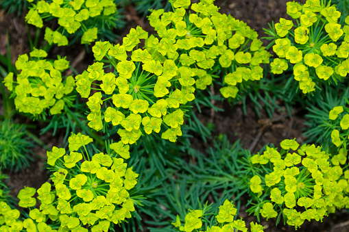 green flowers small close up in bright light