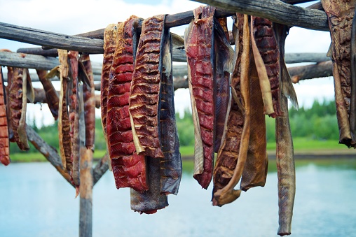 Scored Salmon Filets hanging to dry and smoke in Alaska