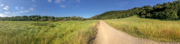 istock Natural green grass field with dirt road pathway during sunny day 1156163304