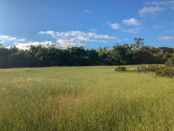 istock Natural green grass field with forest on the background during sunny day 1156164675