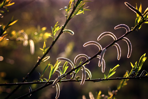 White Willow (Salix alba) catkins on a tree in Scotland. Taken in early April.