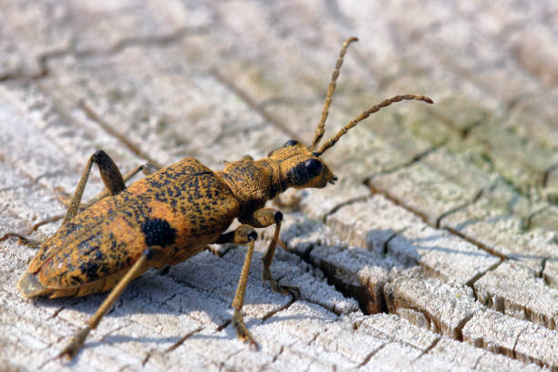 istock Black-spotted Longhorn Beetle (Rhagium mordax) 1156166863