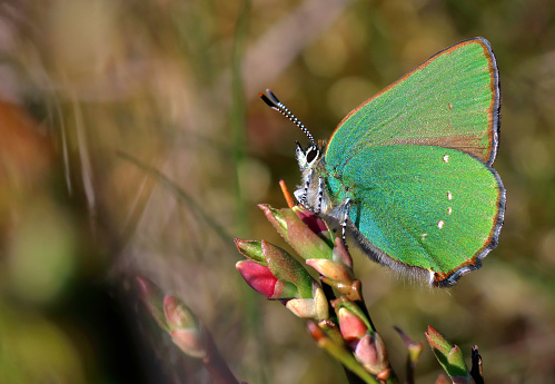 A Green Hairstreak Butterfly (Callophrys rubi), photographed in the Lomond Hills, Fife, Scotland.