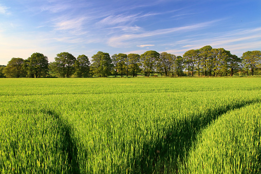 A young field of wheat in County Durham, England. Taken in May.