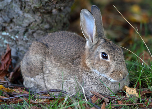 Young wild rabbit feeding on cut grass.