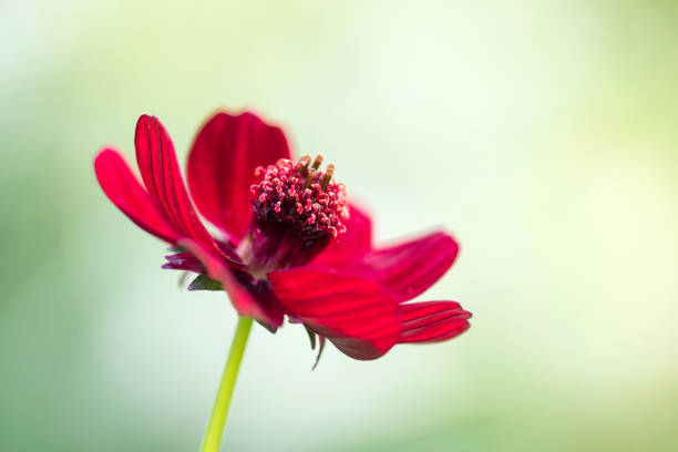 Cosmo atrosanguineus