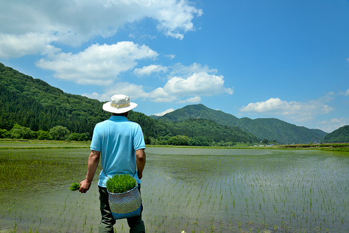 Rear view of Japanese senior who planting rice