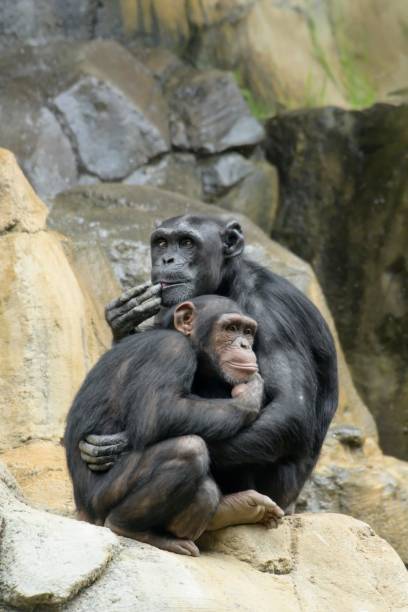 Chimpanzees in warm embrace and at play