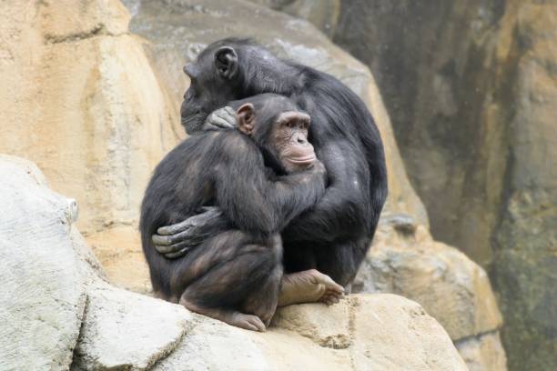 Chimpanzees in warm embrace and at play