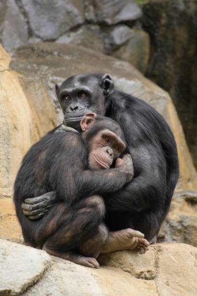 Chimpanzees in warm embrace and at play