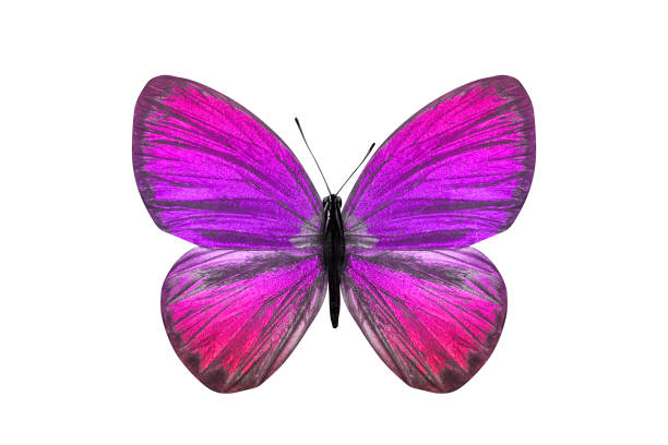 istock butterfly isolated on white. multicolor insect. tropical animal. template for design 1156171116