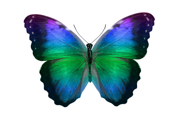 istock butterfly isolated on white. multicolor insect. tropical animal. template for design 1156171118
