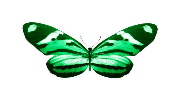 istock green butterfly isolated on white background. tropical insect. template for design 1156171131