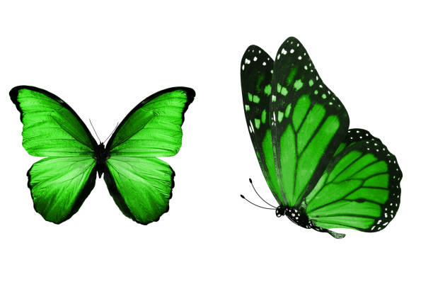 beautiful two green butterflies isolated on white background two green butterflies isolated on white background black and red butterfly stock pictures, royalty-free photos & images