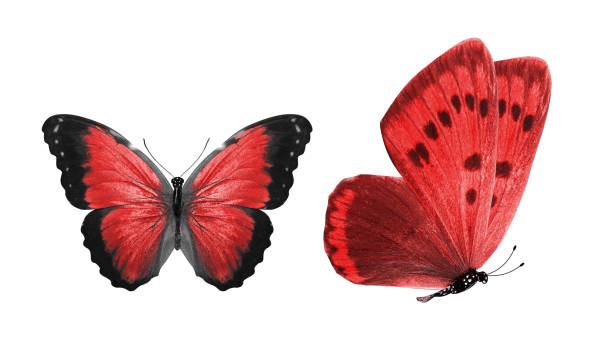 istock beautiful two red butterflies isolated on white background 1156171355