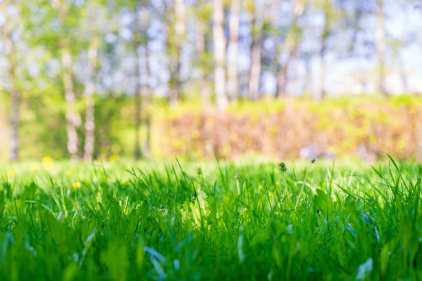 istock Natural background - lawn spring grass close up, space for inscription from above 1156171489
