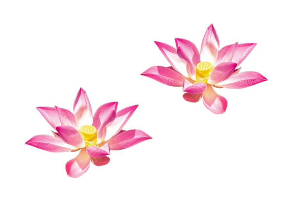 Blooming sacred lotus flowers (Nelumbo nucifera) isolated on white