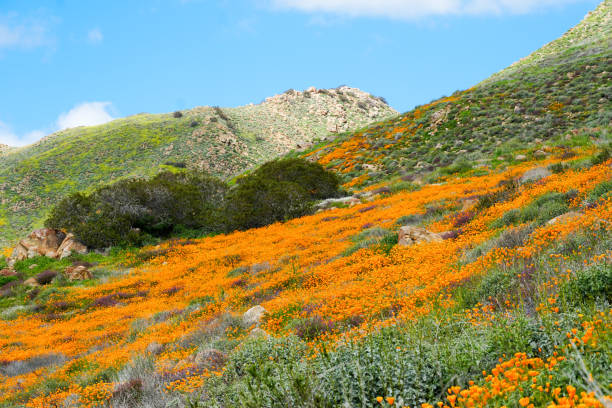 california golden poppy i goldfields kwitnące w walker canyon, lake elsinore, ca. usa - poppy field flower california golden poppy zdjęcia i obrazy z banku zdjęć