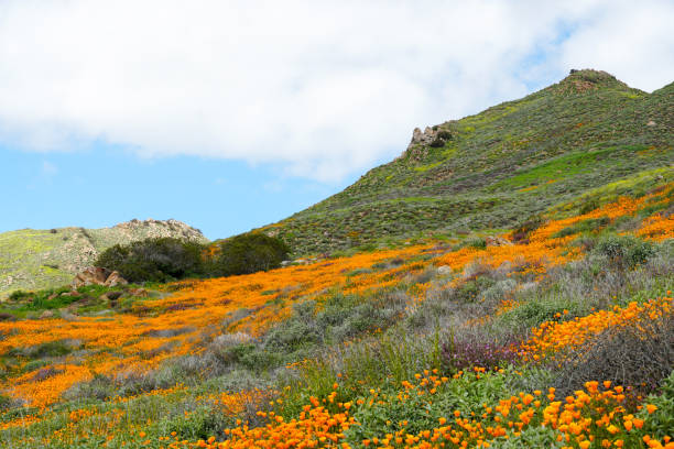 california golden poppy i goldfields kwitnące w walker canyon, lake elsinore, ca. usa - oriental poppy flower head lace poppy zdjęcia i obrazy z banku zdjęć