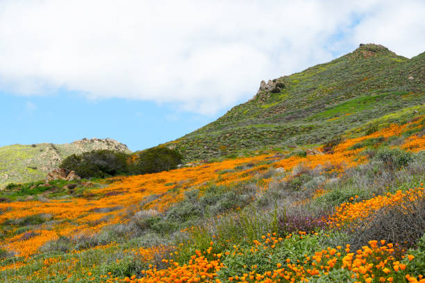 california golden poppy i goldfields kwitnące w walker canyon, lake elsinore, ca. usa - poppy field flower california golden poppy zdjęcia i obrazy z banku zdjęć