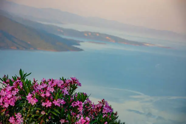 Photo of Bougainvillea, purple flower with the beautiful landscape in background