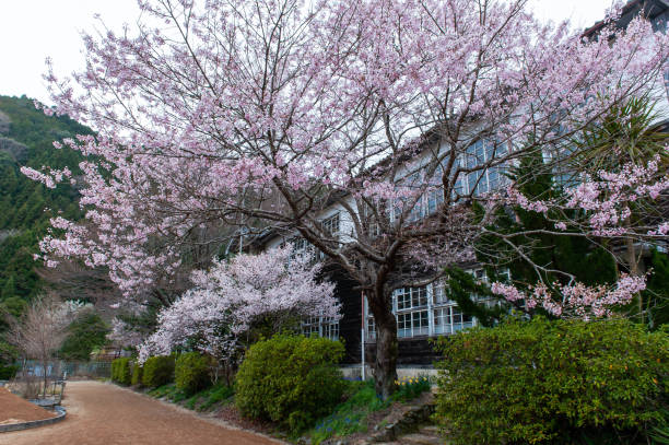 istock White school building and cherry blossoms in elementary school 1156181442
