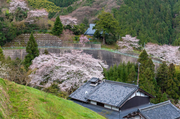 istock Cherry blossoms in a Japanese-style home 1156181472