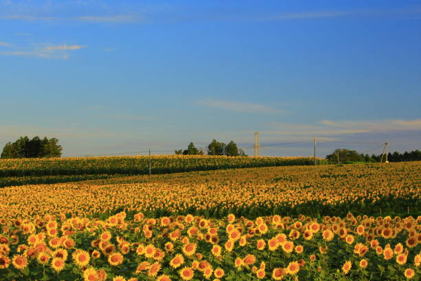 istock Miyagi Prefecture Blue sky and sunflower 1156182426