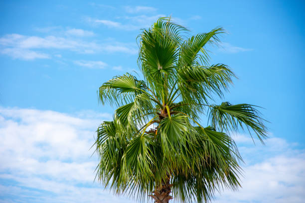 istock The palm tree and the blue sky in the background 1156185794