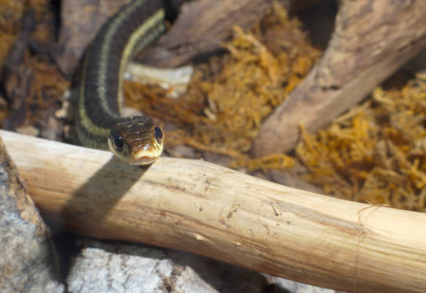 istock grass-snake reptile snake environment nature animal venomous 1156185813
