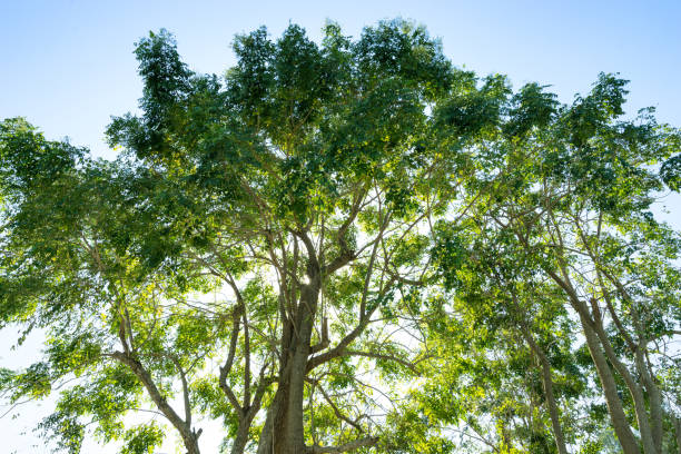 istock giant tree on sun light and sky - can use to display or montage on product 1156188811