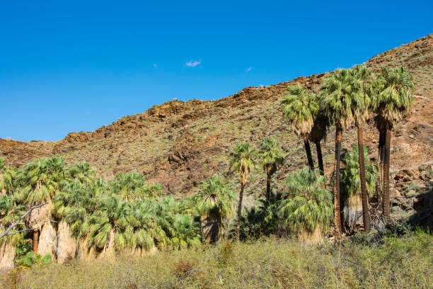 istock Indian Springs Canyon in California 1156192083