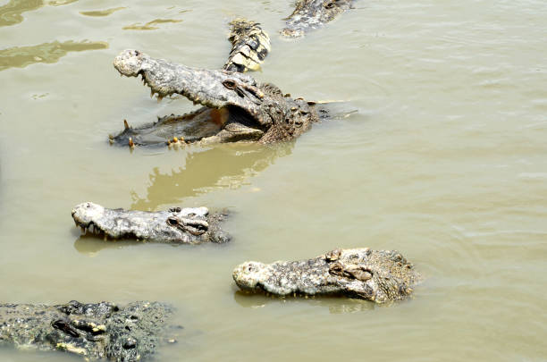 istock Large crocodiles swim in public swamps. 1156192869