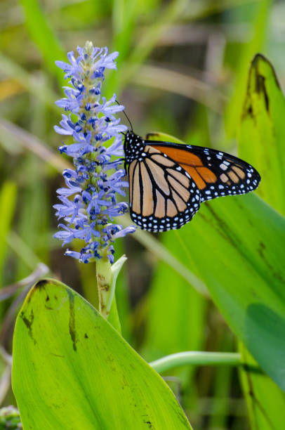 istock Butterflies - Monarch and Blue Flowers Vertical 1156194334