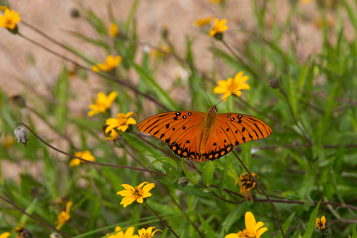 Butterflies - Orange Butterfly & Yellow Flowers