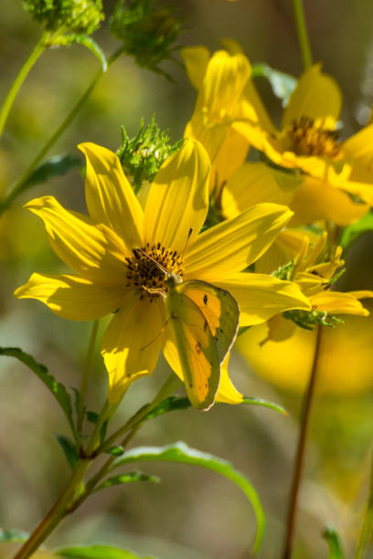 istock Butterflies - Backlit Clouded Sulphur seen from above 1156194764