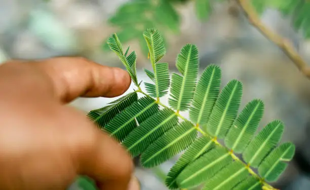 Photo of Humble plant.