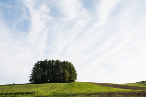 istock Green larch forest on the hill in Biei 1156201885