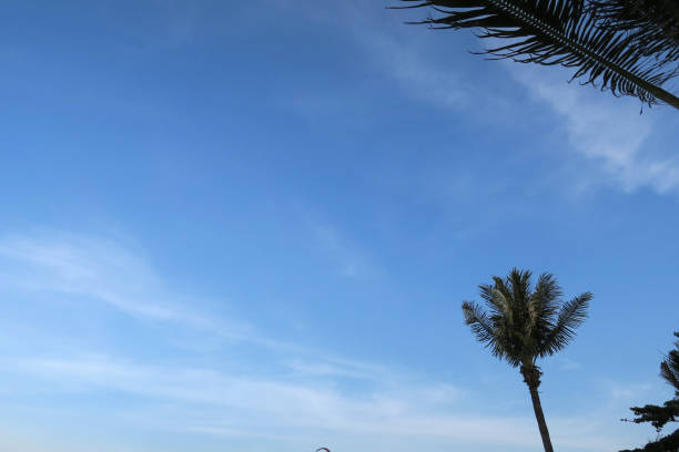 istock coconut palm and sky background, asia, thailand 1156202650