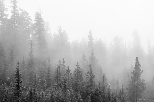 Misty Pine Trees
