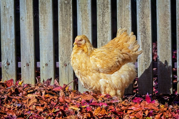 pollo buff cochin - cochin gallina fotografías e imágenes de stock